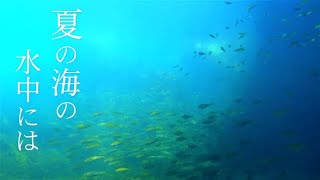 Underwater in the summer sea [Underwater image] Sakata North Port Thermal Power Quay Shonai