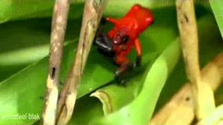 Strawberry poison-dart frog