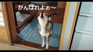 大掃除を応援してくれる犬