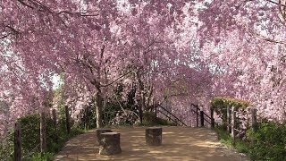 大神神社～大美和の杜展望台 Omiwa Shrine - Omiwanomori Viewingplatform (Nara, Japan)