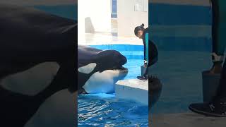 天真爛漫なシャチ「ルーナ」可愛すぎ♥ #Shorts #鴨川シーワールド #シャチ #kamogawaseaworld #orca #killerwhale