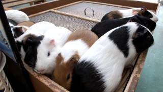 I approach the guinea pig.モルモットに大接近。