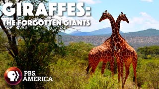 Giraffes: The Forgotten Giants FULL SPECIAL | PBS America