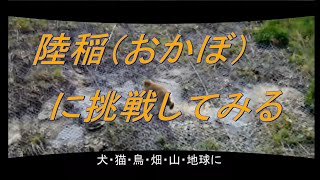 陸稲（おかぼ）栽培に挑戦。