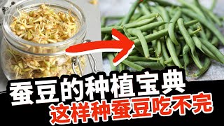 蚕豆的种植宝典：从泡种催芽育苗练苗到移栽和防虫。这样种，新鲜蚕豆吃不完！