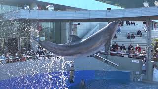 大分マリーンパレス水族館うみたまご　イルカのパフォーマンスショー