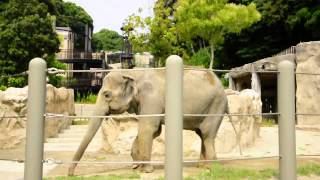 (アジアゾウ)_(６２):(福岡市動物園)