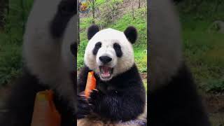 បងផេនដា Mr Panda eating very yummy  #funny #education #animals #animalshorts #cute #videoshort #pets