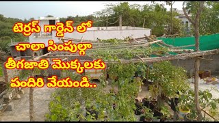 తీగజాతి మొక్కల కు పందిరి ఎలా వేయాలి?|nagaraju terrace gardening