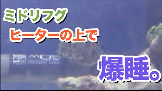 ミドリフグがヒーターの上で爆睡！！【海水魚水槽】