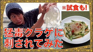 猛毒！『ハブクラゲ』に刺されてみた＆食べてみた