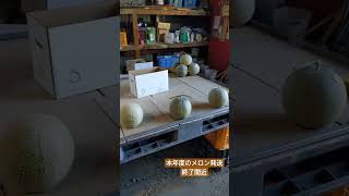 中 富良野 寺坂農園 産地直送 メロン発送終了間近 【クインシー７１９】 #shorts