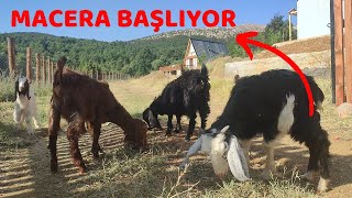 MACERA BAŞLADI / Ailemiz Büyüyor/ Kırsal Yaşam