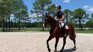 11YO, 16.2H warmblood mare, very successful show record up to 1m25