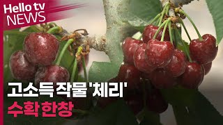 고소득 작물 '체리', 강진 재배 농가 확대 목표