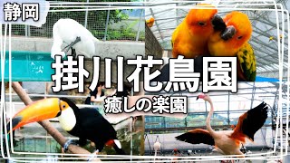 【静岡観光】動物ふれあい『掛川花鳥園』フクロウに睨まれ、インコの襲撃に遭い、ハシビロコウに見下される「癒し」の記録。