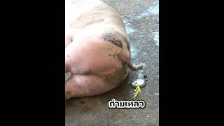 หมูขี้ไหลถ่ายเหลวไม่ต้องตกใจมีวิธีแก้