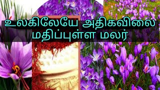 #crocussaffron# குங்குமப்பூ அதிக விலைக்கு விற்க காரணம்