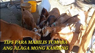 PAANO MAGPATABA NG KAMBING?🐐😱 Goat farming | Goat fattening