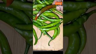 Tips for freshly stored Green Chilli|பச்சைமிளகாய் நீண்ட நாள் ஸ்டோர் பண்ண டிப்ஸ் #shortsfeed#shorts