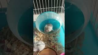 Hamster Lucu Hiro dan Hira #Shorts #Viral