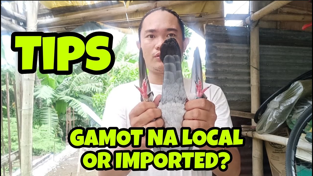 Pigeon Talk And Tips Youtube