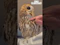 撫でる時は指一本でお願いします😂 ふくろう モリフクロウ tawnyowl owl フクロウ ふくろうのいる暮らし ふわもこ部 かわいい ペット ペットのいる暮らし