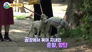 휴식같은 공간 서울숲에서 만난 반려견의 이야기 (서울숲 산책코스 추천)