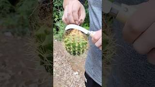 解壓！沈浸式削仙人球Decompression! Immersive cutting Cactus #satisfying #whitenoise #田園生活 #白噪音 #rurallife #解壓