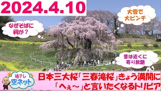 【今日満開になった日本三大桜・三春滝桜の「へぇ～」を紹介します！】福テレ空ネット（2024年4月10日放送）