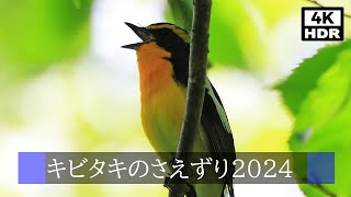 4K HDR Narcissus Flycatcher 2024