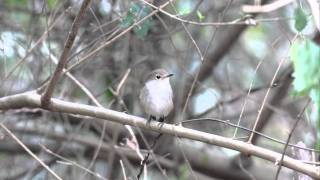 Red-throated Flycatcher  紅喉姬鶲.MOV