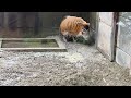 【zoorasia横浜動物園ズーラシア】アカカワイノシシ