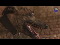 Download Greyhound Racing In Punjab | 101 Heartland With Doctor VC | Unique Stories From India To Mp4 3Gp Full HD Video 1