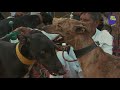 Download Greyhound Racing In Punjab | 101 Heartland With Doctor VC | Unique Stories From India To Mp4 3Gp Full HD Video 2