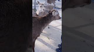 鹿せんべい以外の餌やりは禁止 (奈良の鹿より)　Don't feed anything other than shikasembei crackers (Deer in Nara City)