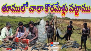 తూములో కోరమేళ్లు పట్టాము#fishing #prawns #fish #crabs #crabscatching #penumudi videos #cooking #fish