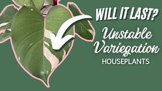 20 Unstable Variegated Plants | Houseplant Variegation That Reverts