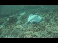 snorkeling with a stingray in fatima bay mar 3 2013