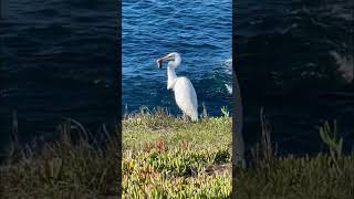 DID YOU SEE THAT? Great Egret Catches a Mole!#birds #wildlife  #nature