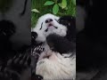 软乎乎的小糯米团子｜宝宝熊也太可爱了🐼🐼💞💞💞 大熊猫 panda cute animals 国宝大熊猫 cutepanda funny