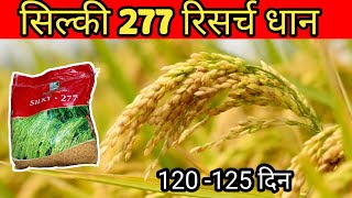 Silky paddy seeds|Silky 277 paddy|Silky dhan ki veriety |