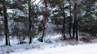 SNOWFALL VIDEO 2021 ASMR|SLEEP SOUNDS| CHRISTMAS ❄