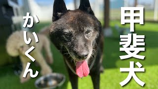 甲斐犬 かいくん【Kai ken】