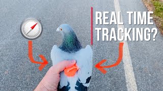 First Real-Time tracking of my racing pigeons??