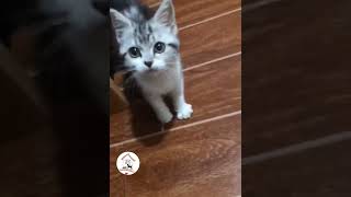 Latest Cute \u0026 Funny Kitty Cats Shorts Videos Cuteness Overloaded 😺😁😘 -EPS736