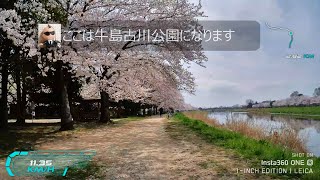 2022 お花見サイクリング 古利根川 春日部市 左岸