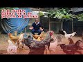 ¿Con cuántas gallinas inicio mi proyecto de postura 🐔🥚?| Granja San Lucas