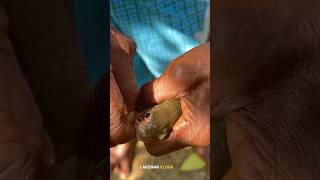 ചൂണ്ടയിൽ കിട്ടിയത് 🫢🎣 #fishing #fishingvideo #village #shortvideo #shortsvideo #shorts