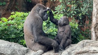 gorlla お兄ちゃんと遊びたいスモモ【2024年‎11月5日】【上野動物園】ゴリラ💗 Sumomo wants to play with his brother